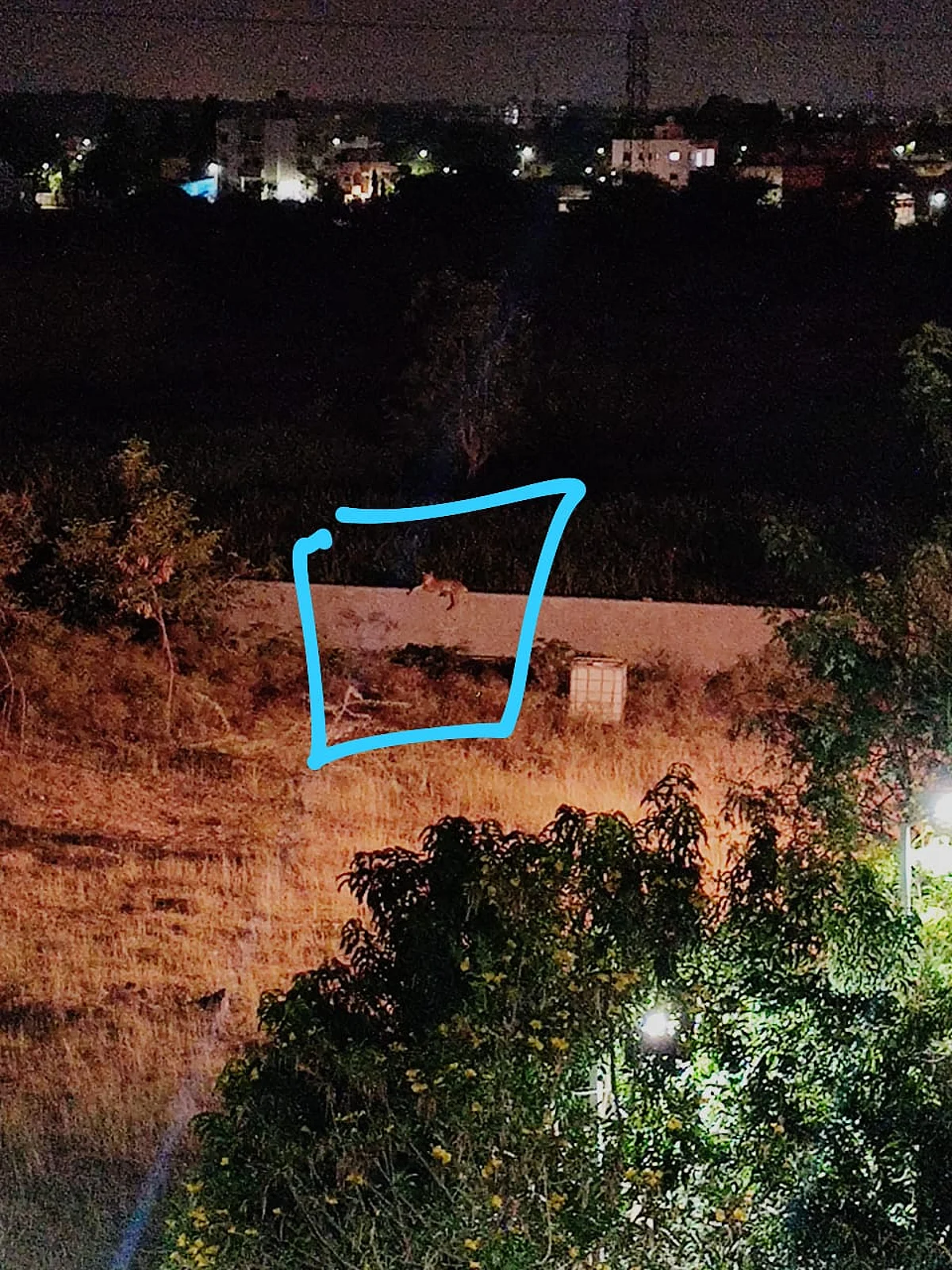 लॅमरोड परिसरात बिबटयाचे दर्शन