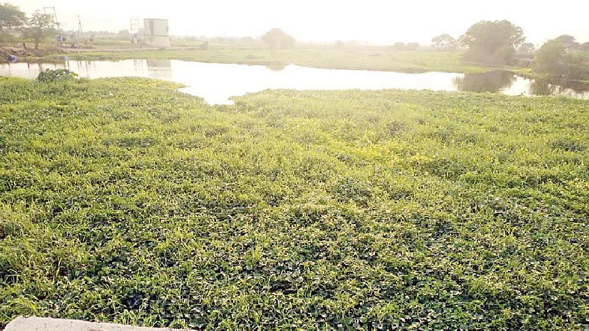 गोदावरी नदीपात्राला पाणवेलींचा विळखा