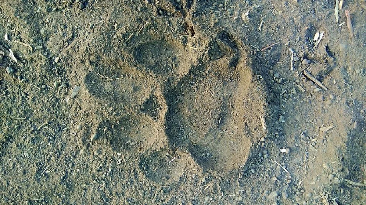 चिनोदा शिवारात बिबट्याचा मुक्त संचार