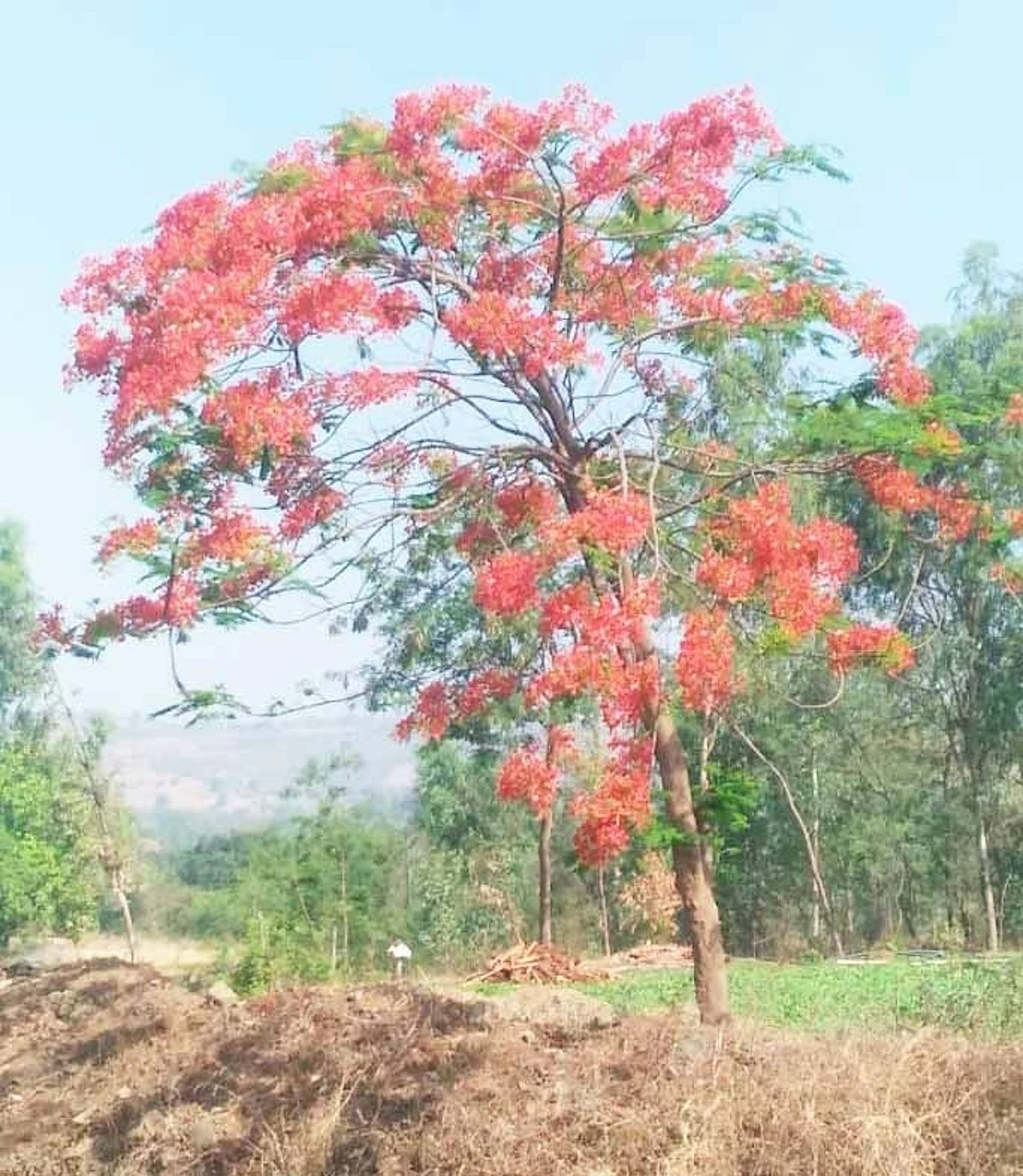 मनाला गारवा देणारा गुलमोहर बहरला..!