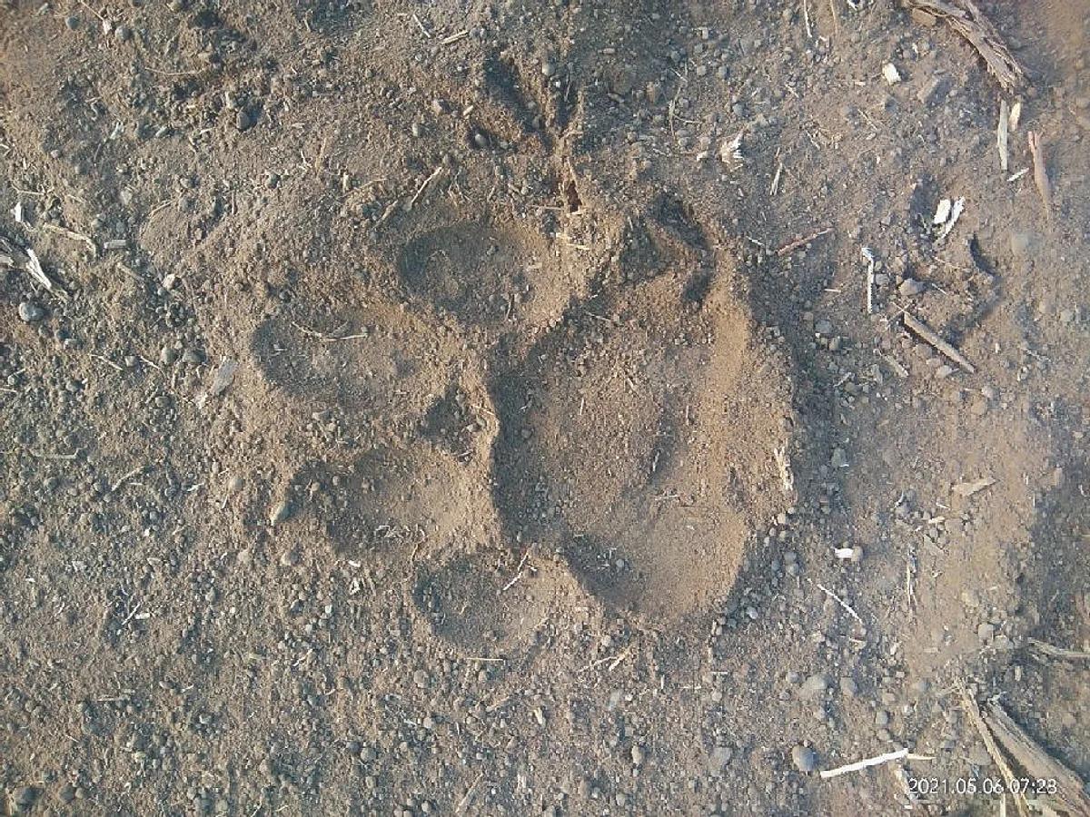 चिनोदा शिवारात बिबट्याचा मुक्त संचार