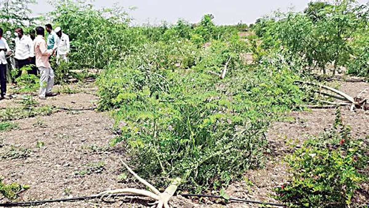 मालेगाव, बागलाण तालुक्यात वादळी पावसाचा तडाखा