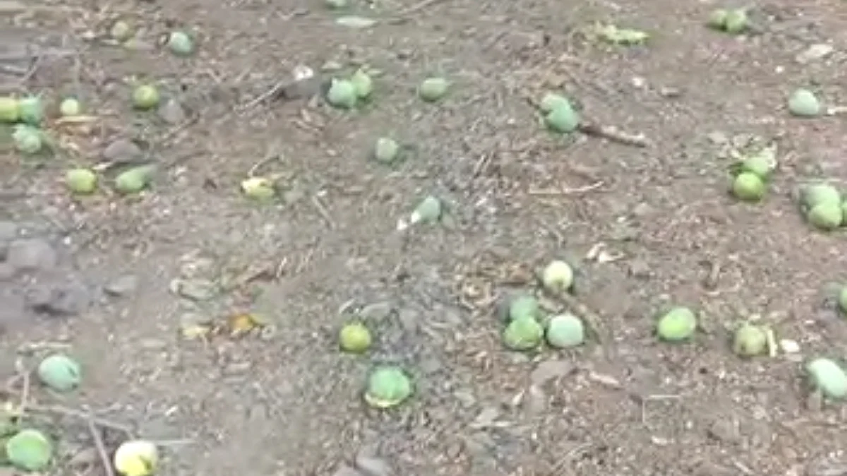 Video : 'तौत्के' वादळाने आंबा पिकाचे मोठे नुकसान