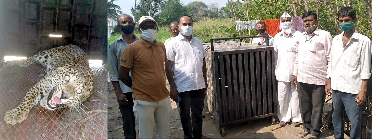 पाथरे बुद्रुक येथे बिबट्या पिंजर्यात जेरबंद