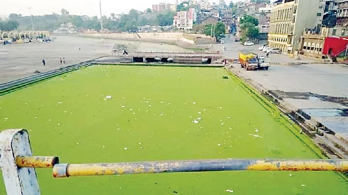 गोदापात्रात शेवाळाचे साम्राज्य
