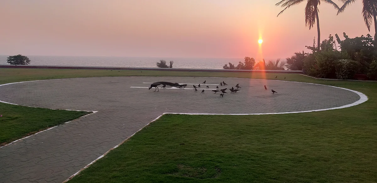 मोरा