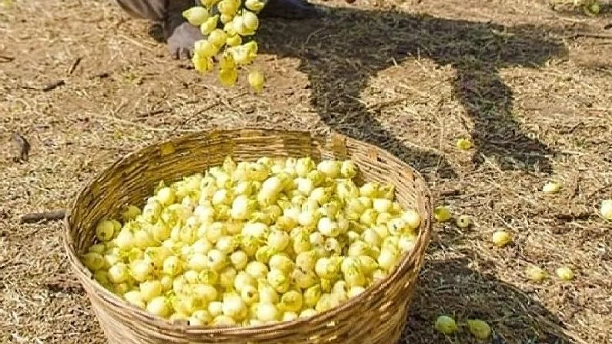 मोहफुलांवरील बंदी उठवली