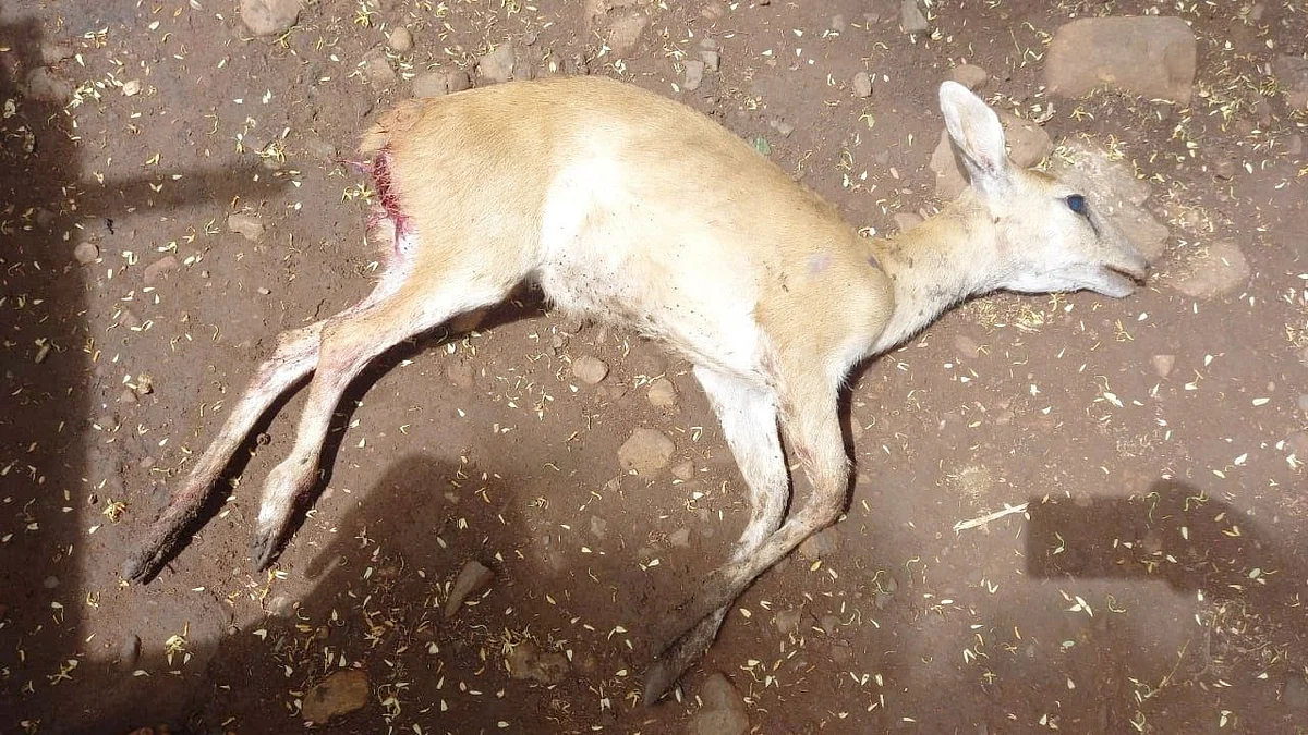 कुत्र्याच्या हल्ल्यात हरणाचे पाडसाचा मृत्यू