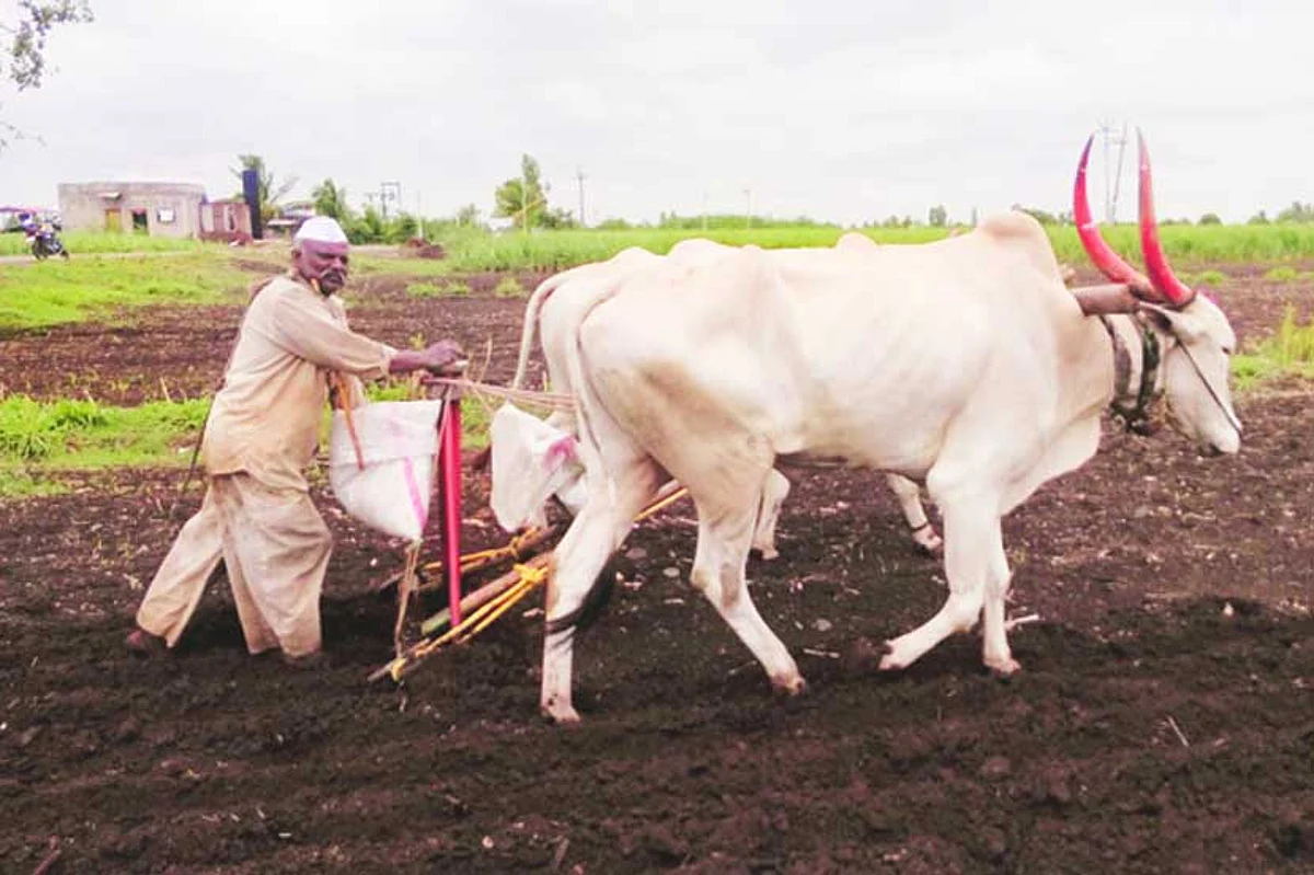यंदा रब्बीच्या पेरण्या लांबण्याची शक्यता
