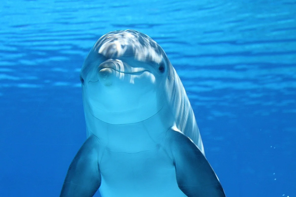 World Ocean Day