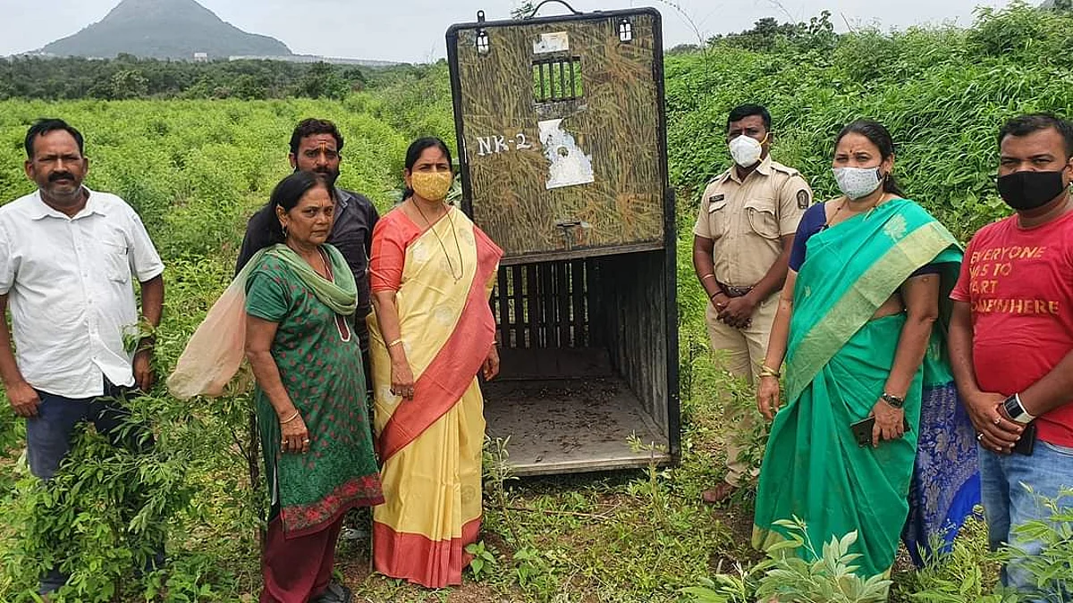 चुंचाळे भागात बिबट्याचे दर्शन