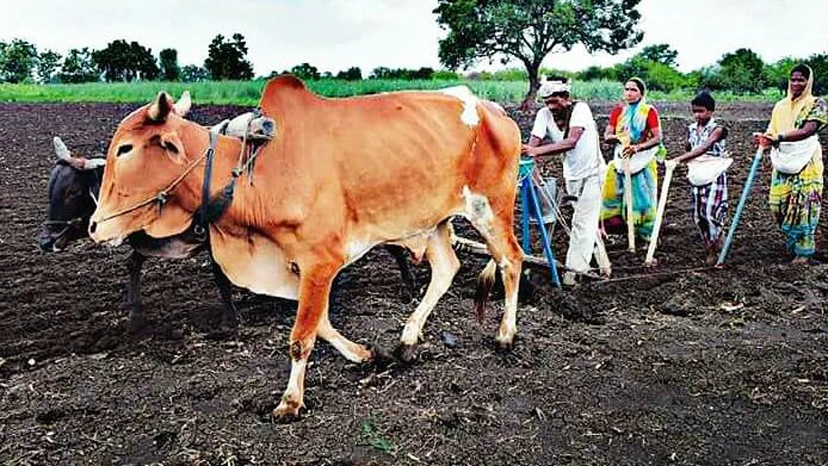 photo : काळ्या मातीत मातीत तिफन चालते...शेतकरी शेतीच्या कामात व्यस्त
