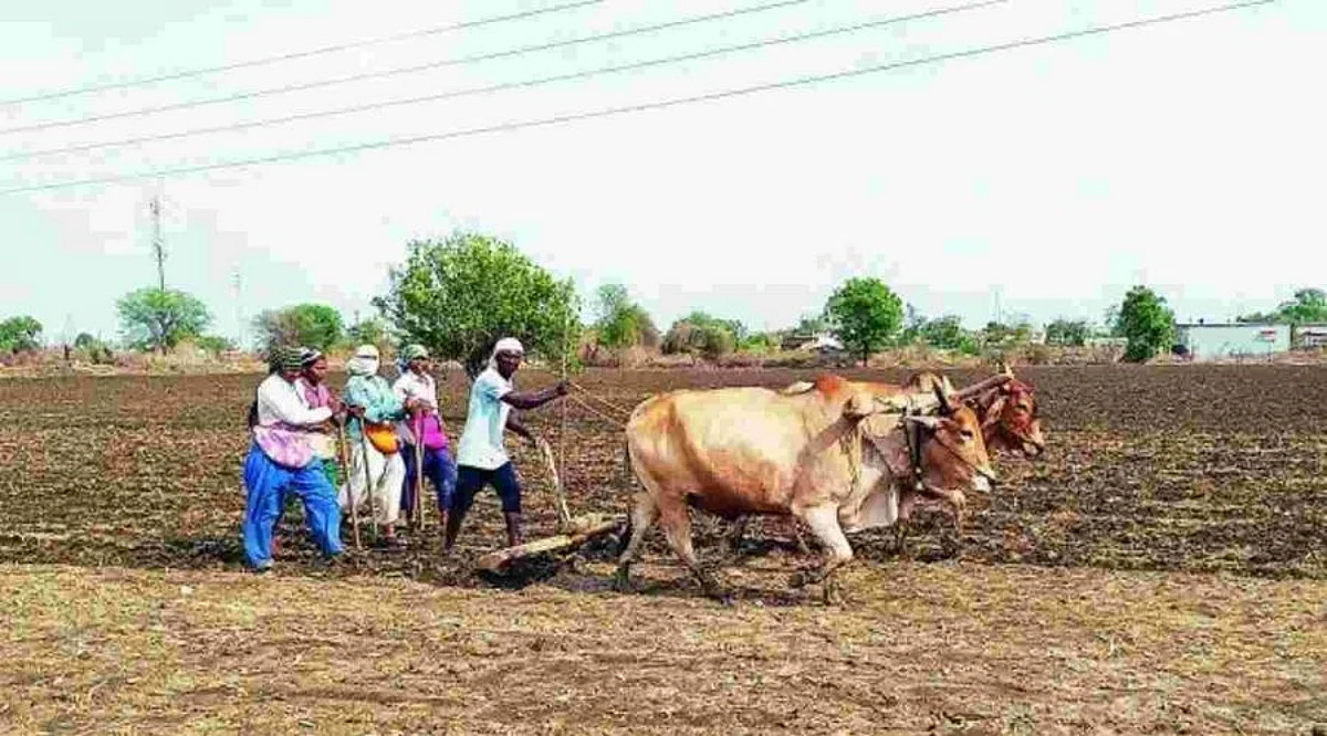 राहुरी तालुक्यात रोहिणीचा तुरळक शिडकावा, मृगाने दाखविला अंगठा
