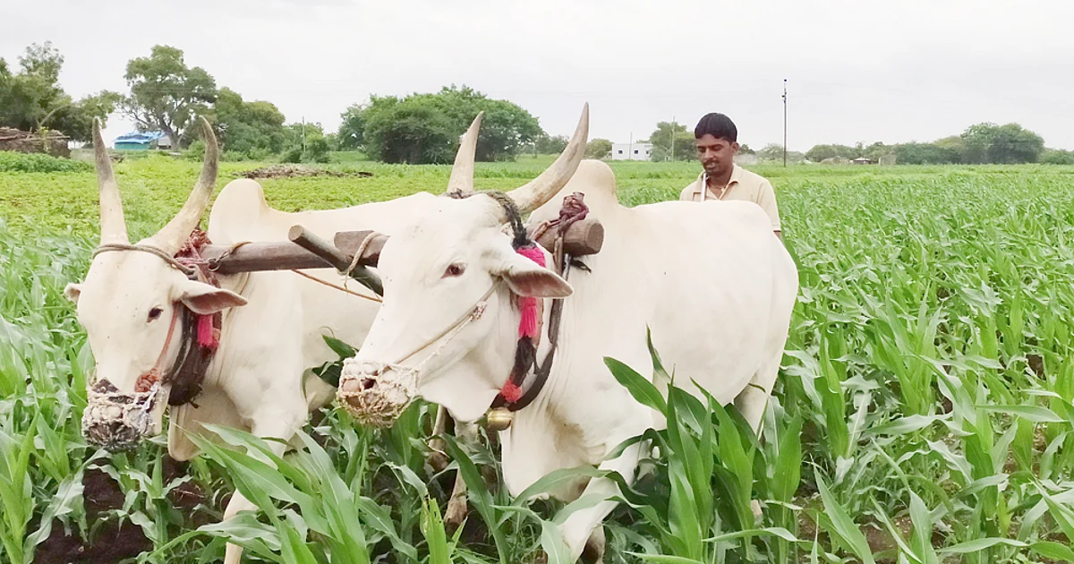 पावसाच्या जोरदार हजेरीने पिकांना जीवदान