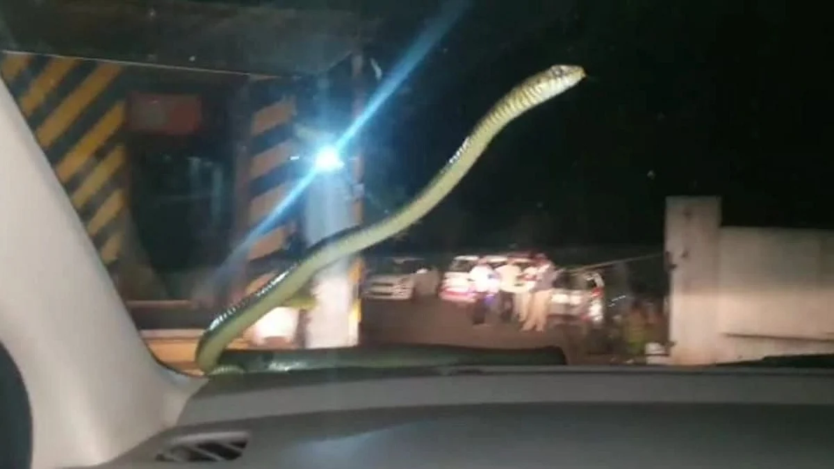 Snake travels for two km on windshield