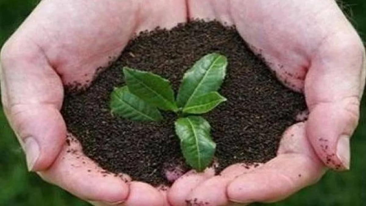 Godavari banks to get greener