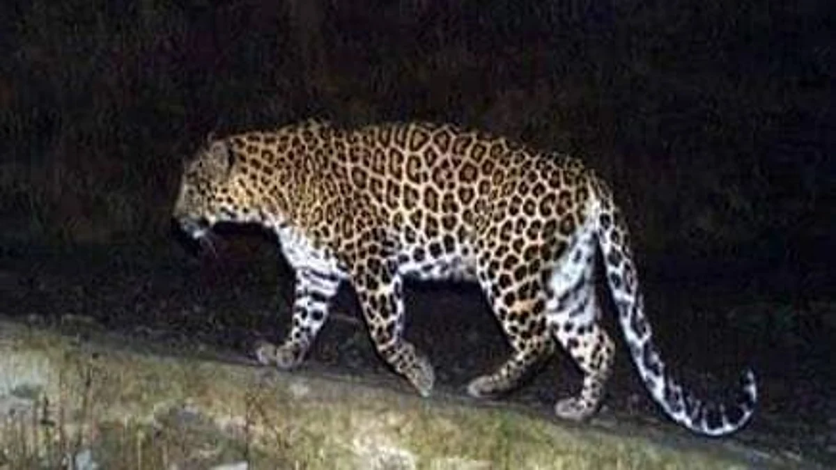 Igatpuri leopard attack- compensation to heirs of the girl victim