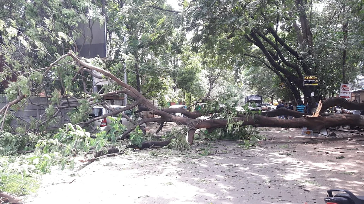 नाशकात वाढला वाऱ्याचा वेग; झाड कोसळल्याने वाहनांचे नुकसान