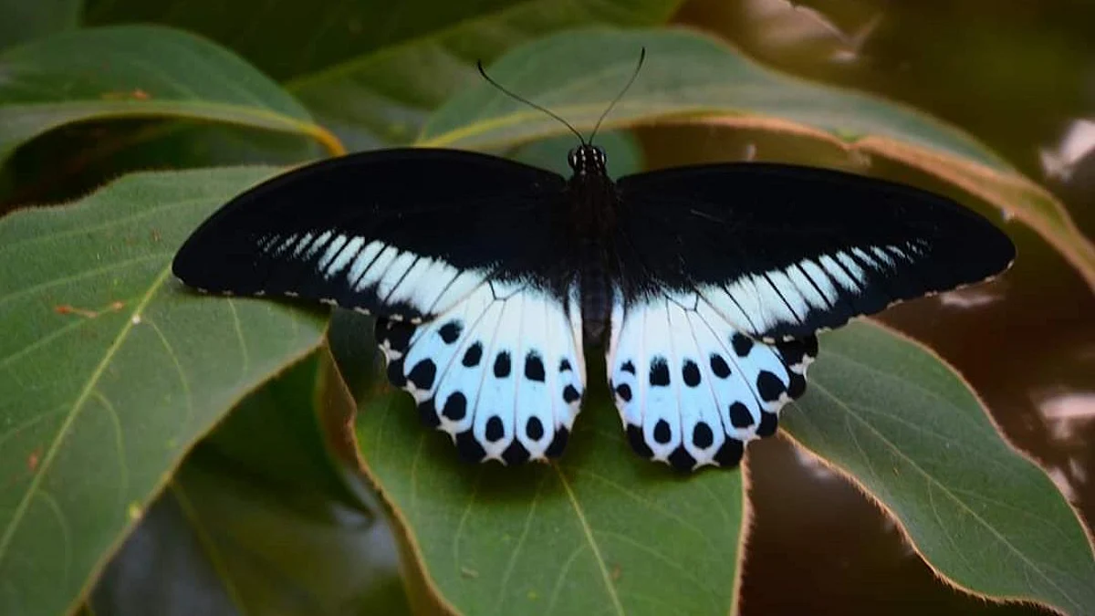 PC: Nature Conservation Society of Nashik