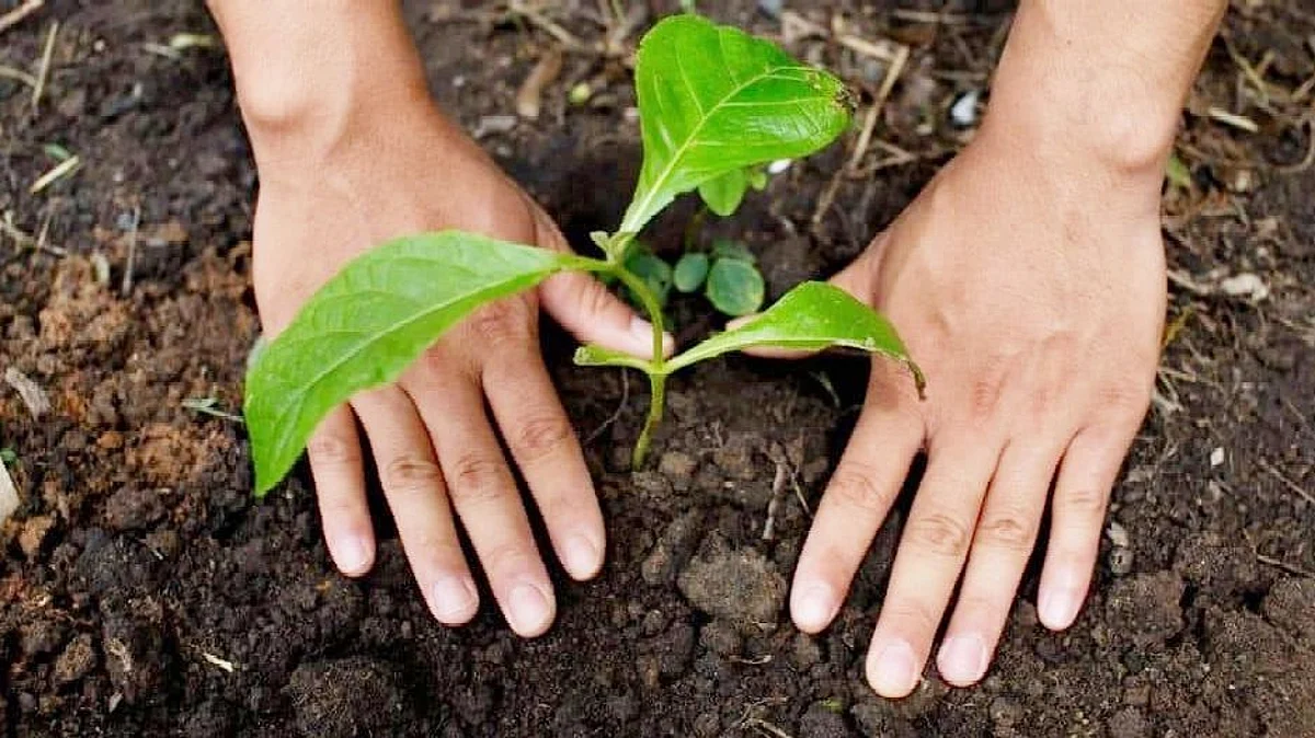 धक्कादायक ! वृक्षासंवर्धनाअभावी ६२ लाख रोपे करपली