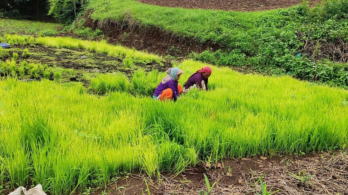 पिंपळनेरसह पश्चिम पट्ट्यात भात रोपणीला सुरुवात