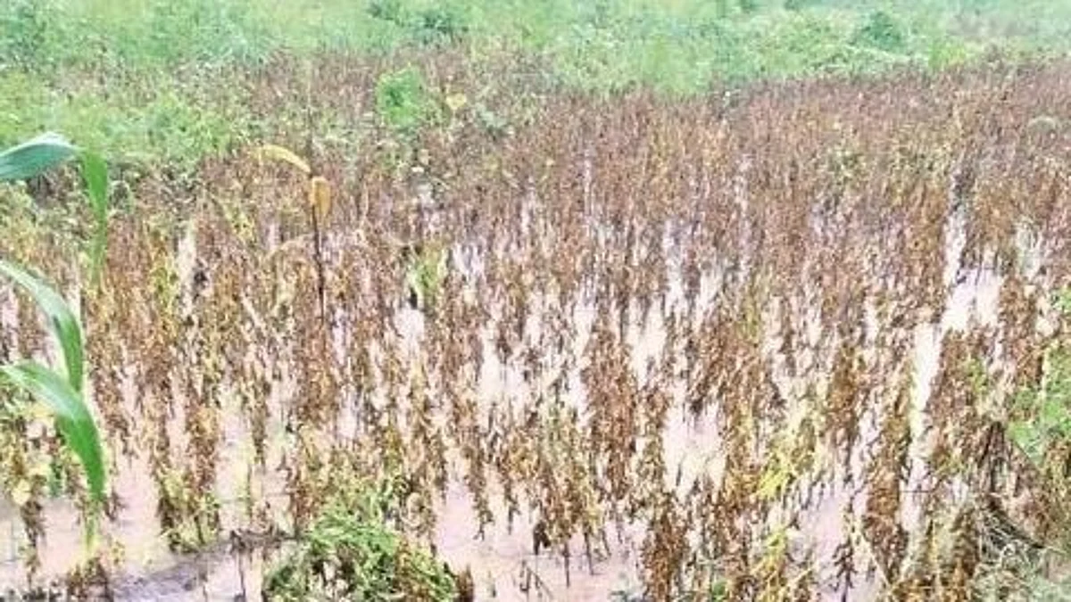 Rains lash Niphad, Igatpuri, and Sinnar