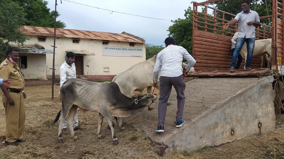 कत्तलीसाठी जाणारे ३६ जनावरे जप्त