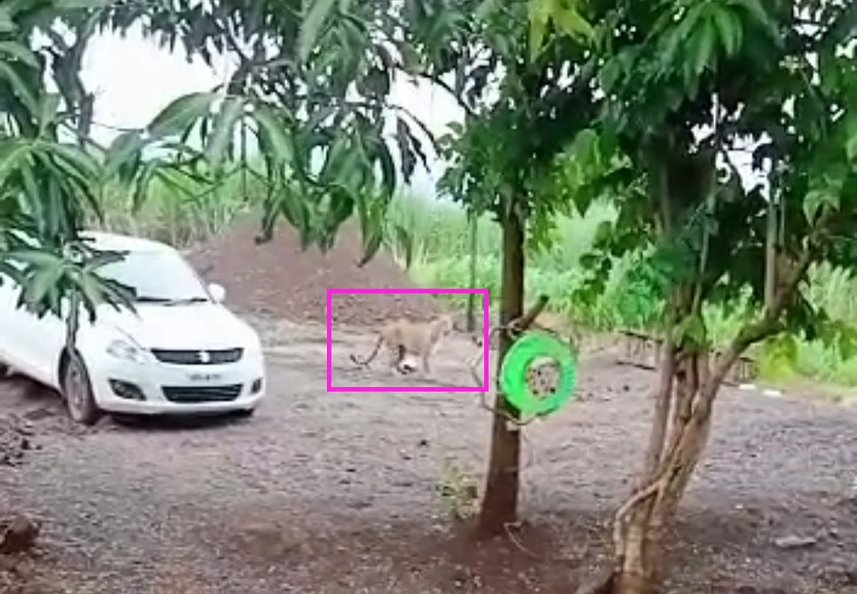 Video : कळवण : पाळे खुर्द येथे बिबट्याचा भरदिवसा मुक्तसंचार