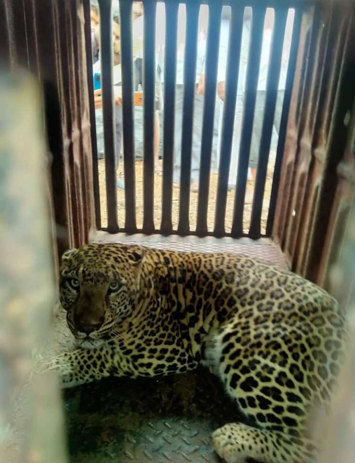 भुसे शिवारात दुसरा बिबट्या जेरबंद