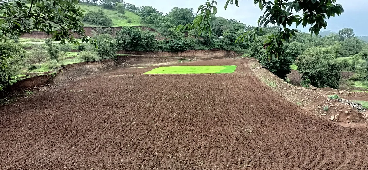 पावसाच्या दडीमुळे आदिवासी भागातील शेतकरी संकटात