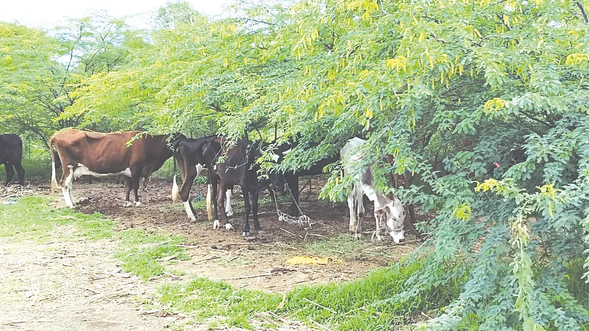 डाऊच खुर्द शिवारातून गोवंश जनावरांची सुटका