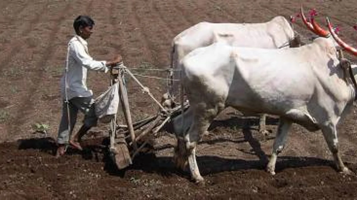 समाधानकारक पावसाशिवाय पेरणी नको!