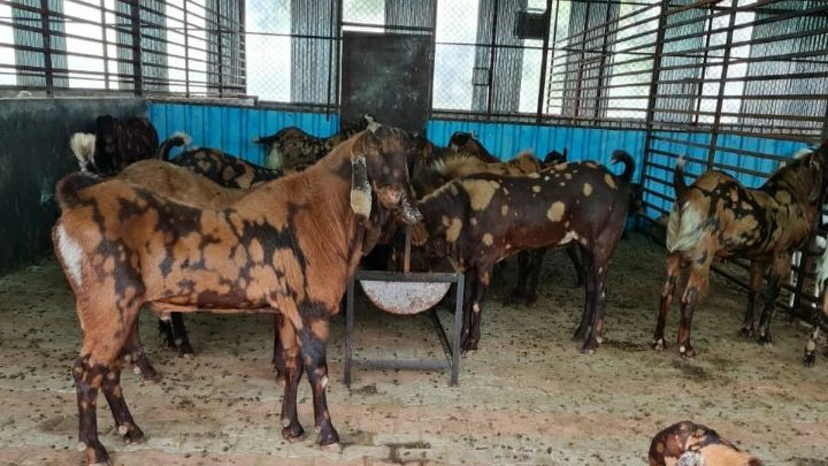 Eid-ul-Azha preparations in final stage
