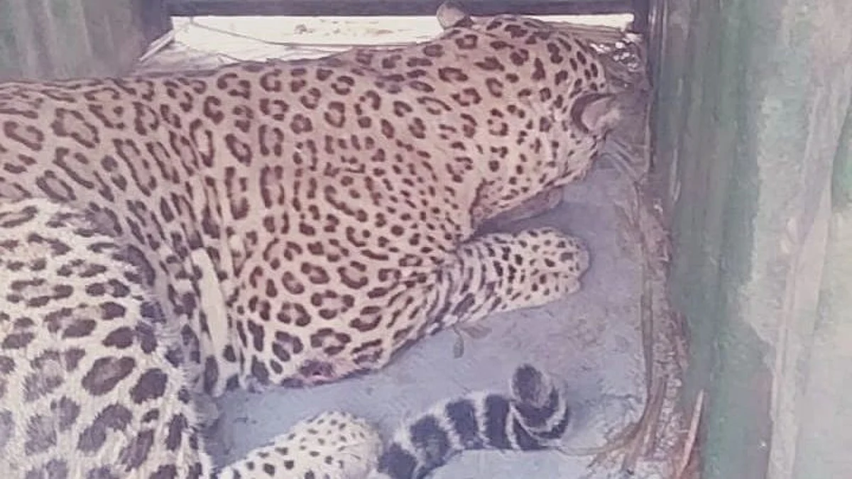 Leopard trapped in Bhuse shivar