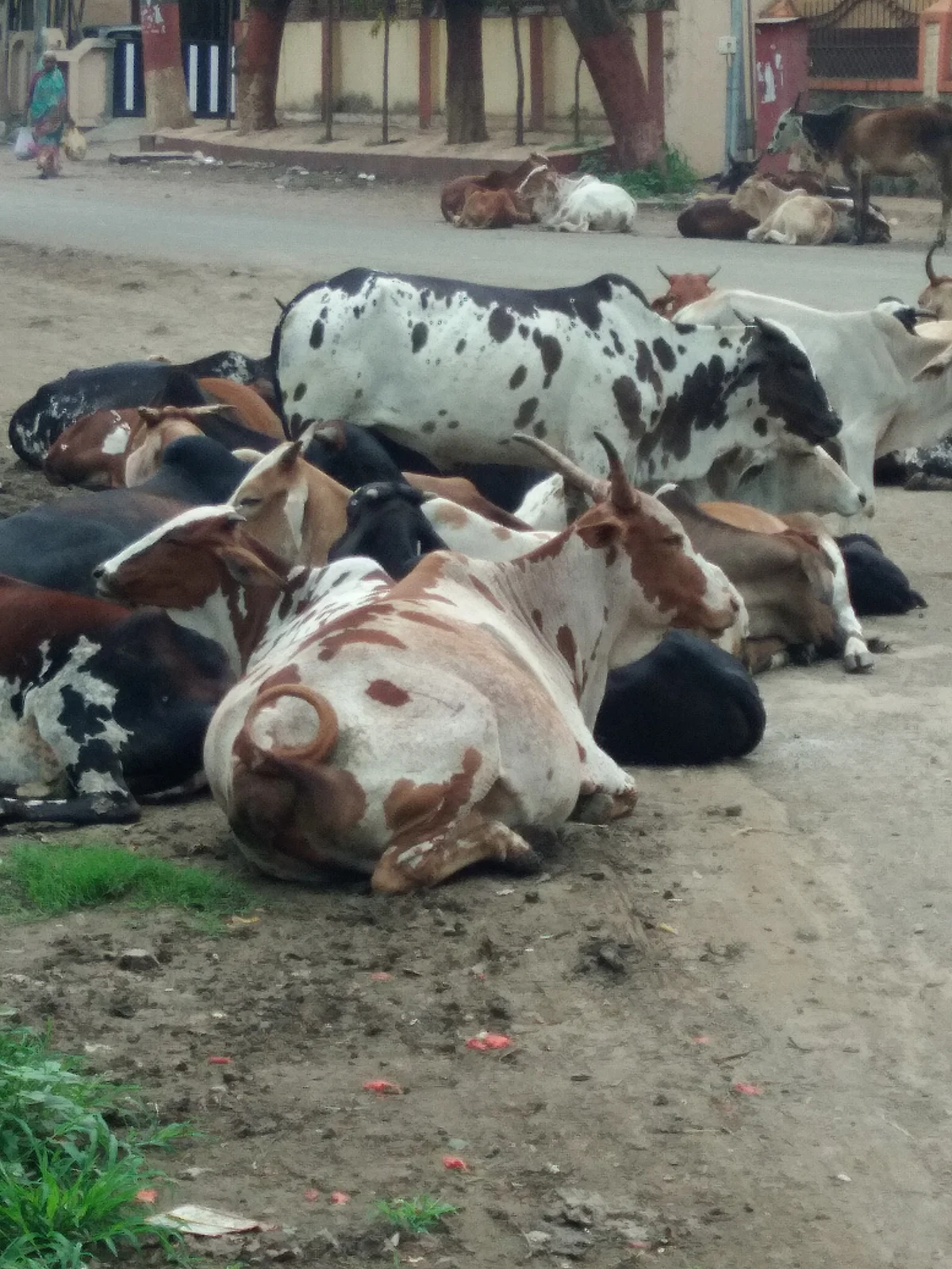 देवळालीचा कोंडवाडा पडलाय सुना सुना, जनावरे फिरताय मोकाट