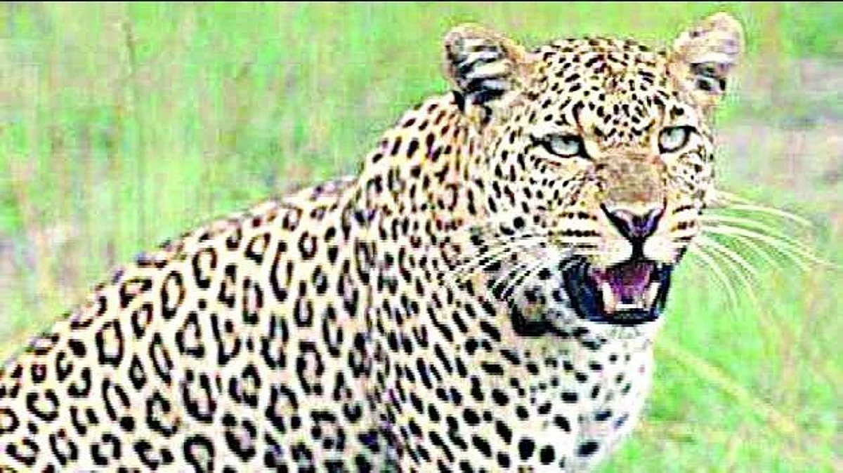 Development work, quarrying key reasons for man-animal conflict