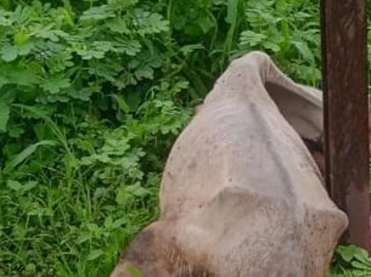 विज खांबाचा शाॅक लागून गायसह महिलेचा मृत्यू