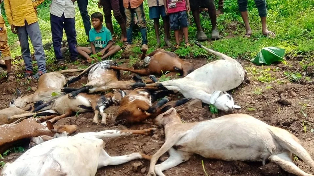 सुरगाणा : बिबट्याच्या हल्ल्यात शेळ्या ठार