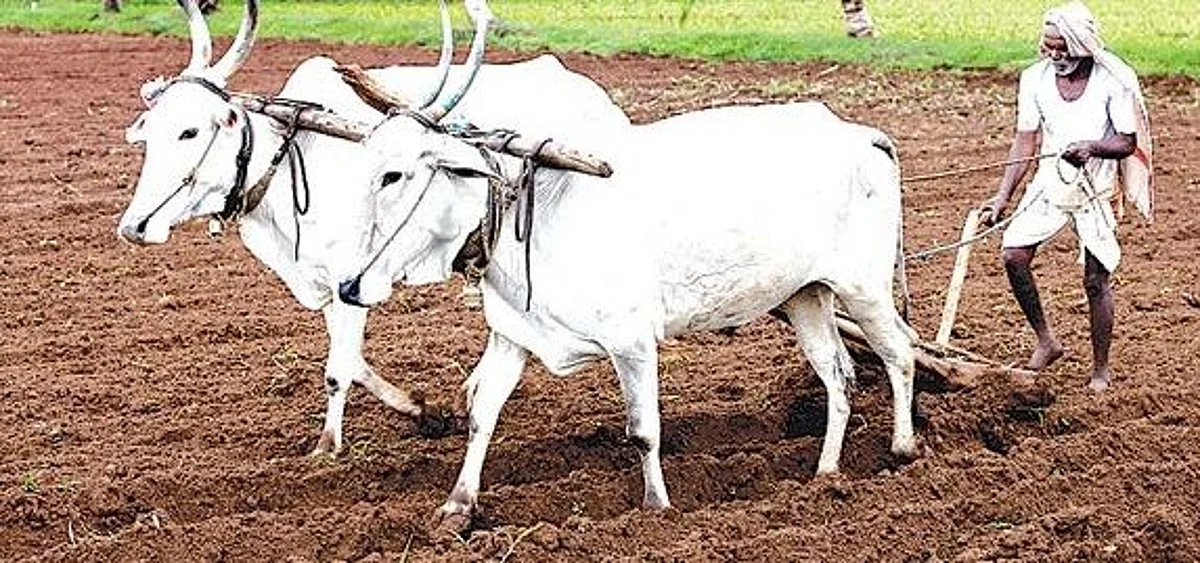 Twelve thousand farmers to get incentive