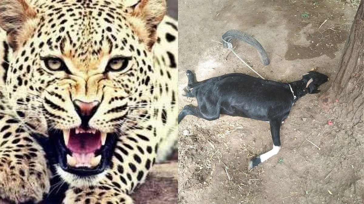 बिबट्याच्या हल्ल्यात चार शेळ्या ठार
