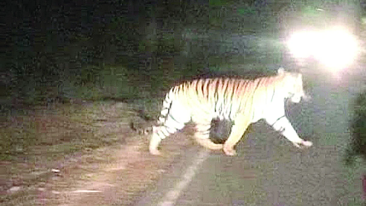 बोरघाटात पट्टेदार वाघाचे दर्शन