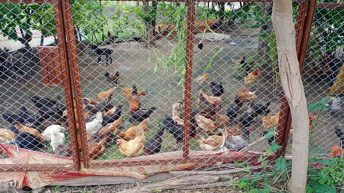 ऊस आणि साखरसम्राटांच्या जिल्ह्यात कुक्कुटपालन व्यवसाय शेतकर्यांना संजीवनी देणारा