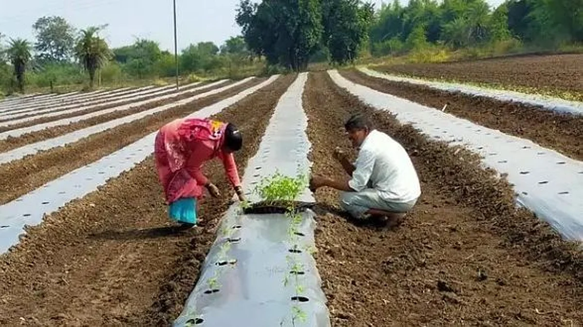 Cultivation of native grass species