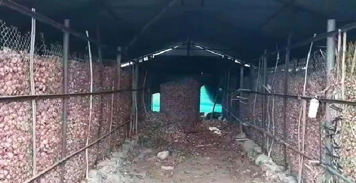 चाळीत युरिया टाकल्याने सहाशे क्विंटल कांद्याची नासाडी