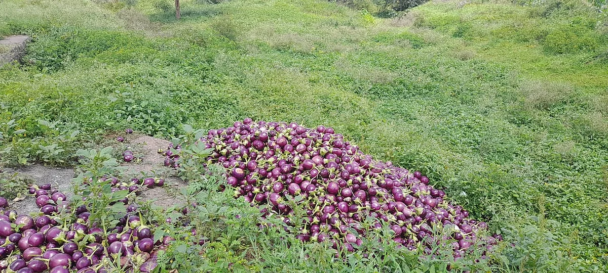 टोमॅटोपाठोपाठ वांगेही फेकण्याची शेतकऱ्यांवर वेळ