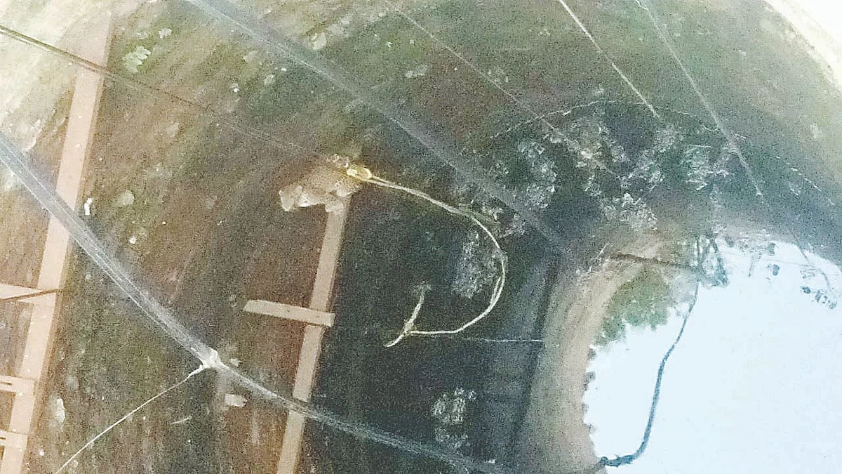 Leopard rescued at Kankori