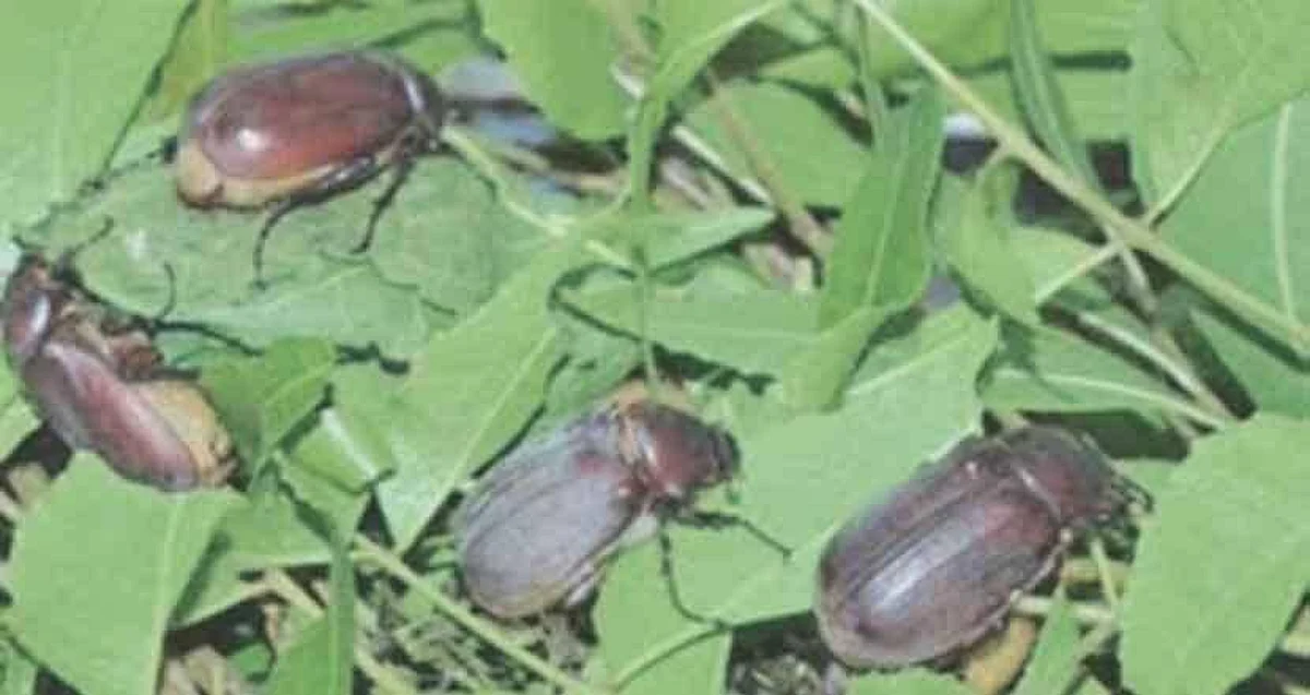 कडुनिंब वृक्षांंवर हुमनी भुंगेर्यांचा हल्ला