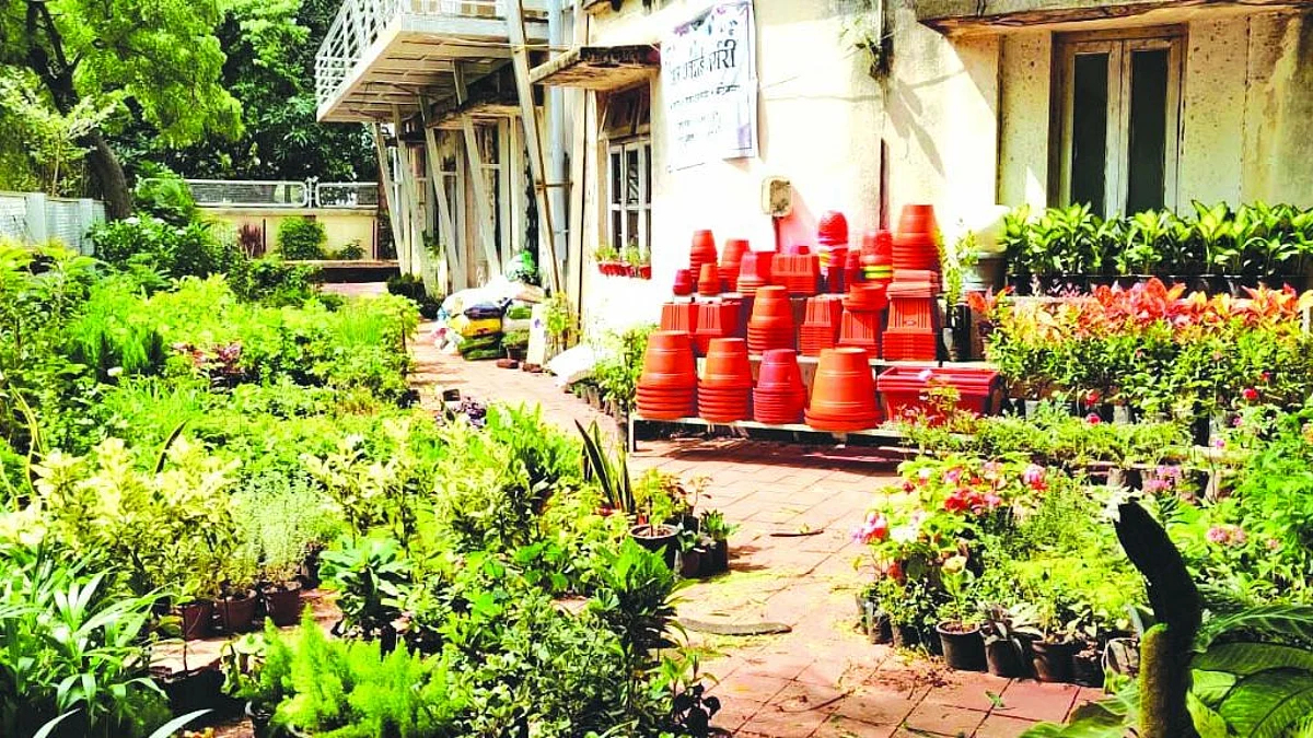 Nurseries register stagnant growth this year