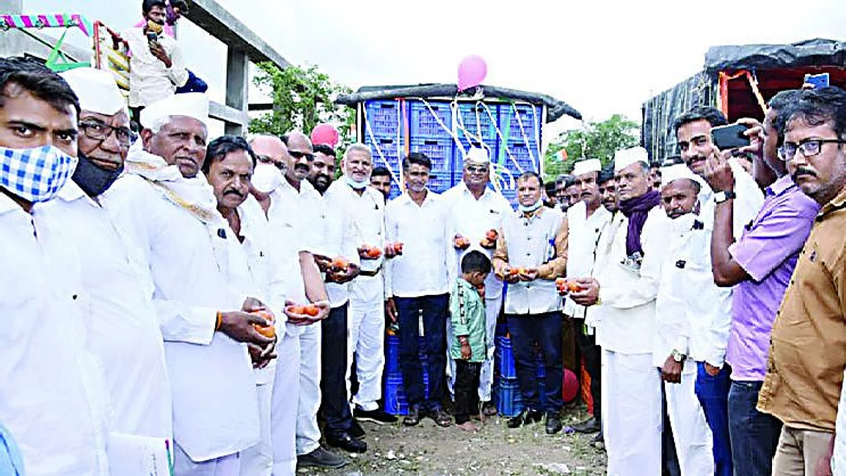 सिन्नरला पाच हजार जाळी टोमॅटोंची आवक