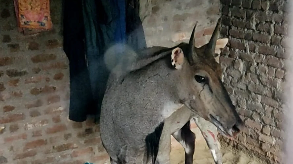 अचिंबित : चक्क जंगली नीलगाय घुसली घरात